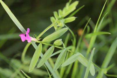 <i>Vicia sativa</i>
