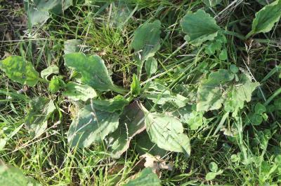 <i>Plantago major</i>