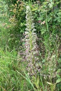 <i>Himantoglossum hircinum</i>