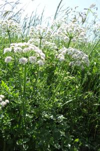 <i>Oenanthe crocata</i>