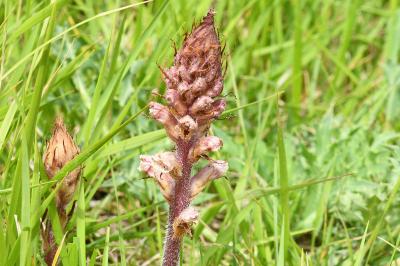 <i>Orobanche amethystea</i>
