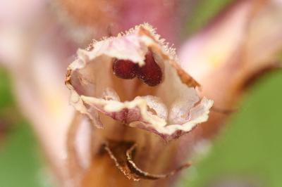 <i>Orobanche amethystea</i>