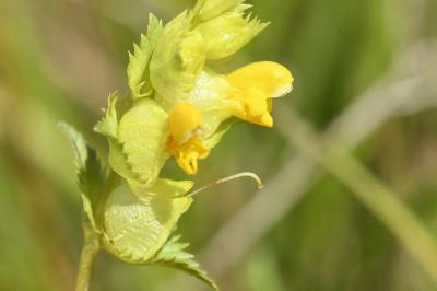 <i>Rhinanthus minor</i>