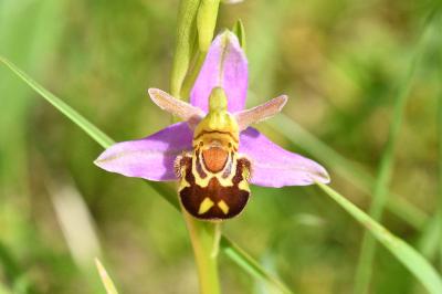 <i>Ophrys apifera</i>
