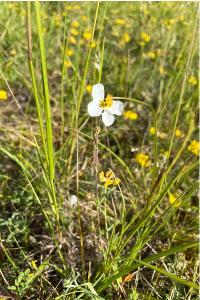 <i>Helianthemum apenninum</i>