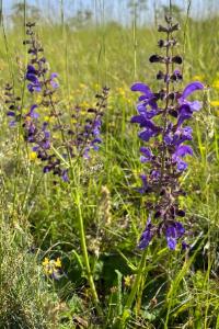 <i>Salvia pratensis</i>