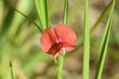 <i>Lathyrus sphaericus</i>