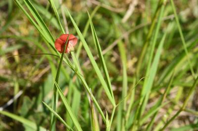 <i>Lathyrus sphaericus</i>