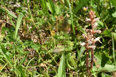 <i>Orobanche minor</i>