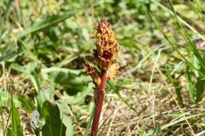 <i>Orobanche gracilis</i>