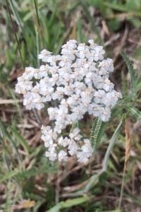 <i>Achillea millefolium</i>