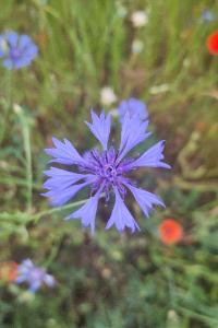 <i>Cyanus segetum</i>