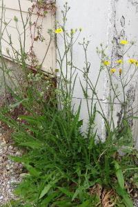 <i>Crepis capillaris</i>