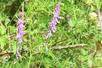<i>Vicia dasycarpa</i>