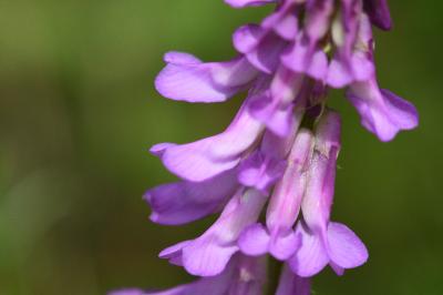 <i>Vicia dasycarpa</i>