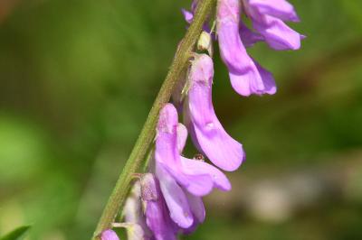 <i>Vicia dasycarpa</i>