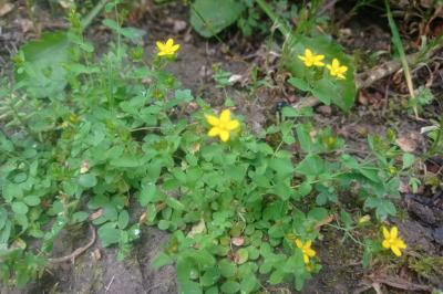 <i>Hypericum humifusum</i>