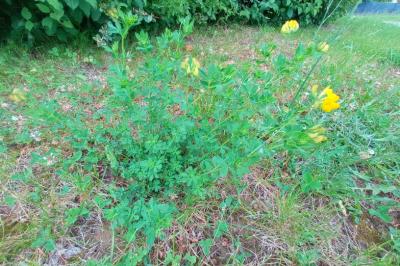 <i>Lotus corniculatus</i>