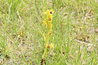 <i>Ophrys lutea</i>