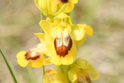 <i>Ophrys lutea</i>