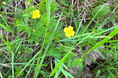 <i>Potentilla erecta</i>