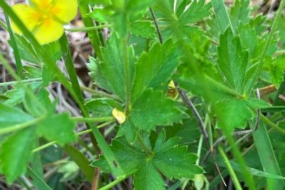 <i>Potentilla erecta</i>