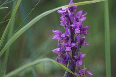 <i>Orchis mascula</i>