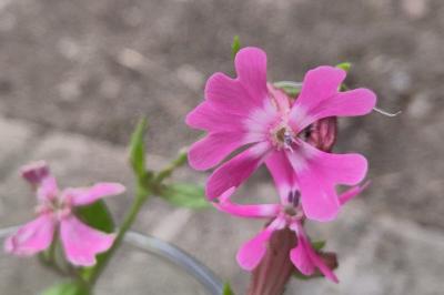 <i>Silene dioica</i>