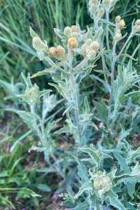 <i>Andryala integrifolia</i>