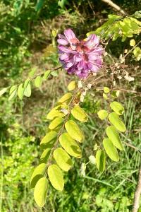<i>Robinia pseudoacacia</i>