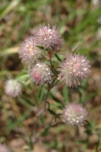 <i>Trifolium arvense</i>