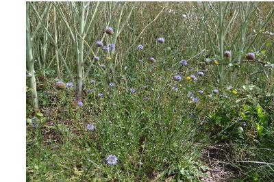 <i>Jasione montana</i>