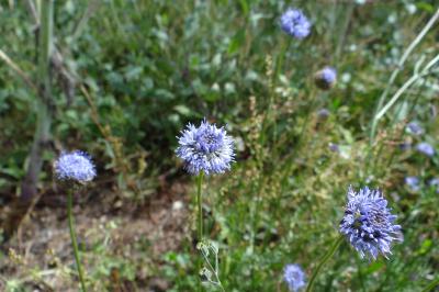 <i>Jasione montana</i>