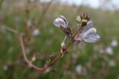 <i>Linaria repens</i>