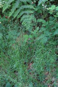 <i>Poa nemoralis</i>