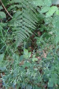 <i>Poa nemoralis</i>