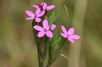 <i>Dianthus armeria</i>
