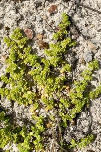 <i>Herniaria glabra</i>