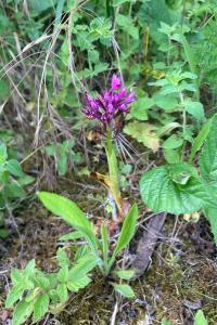 <i>Anacamptis pyramidalis</i>