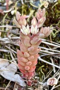 <i>Sedum rubens</i>