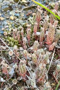 <i>Sedum rubens</i>