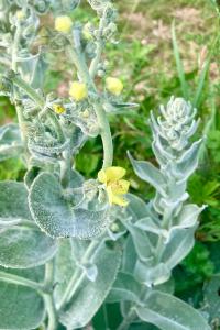 <i>Verbascum pulverulentum</i>