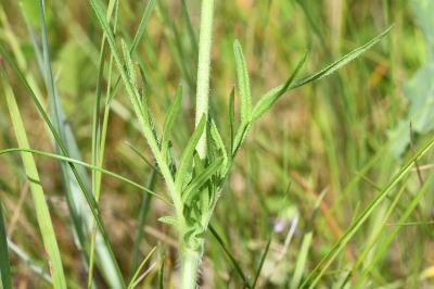 <i>Knautia arvensis</i>