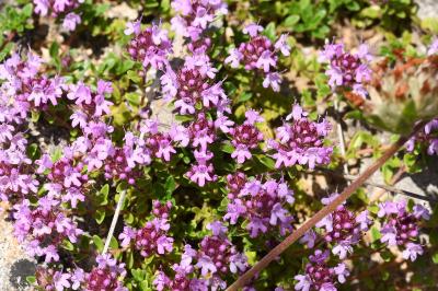 <i>Thymus</i>