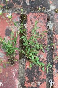 <i>Erigeron karvinskianus</i>