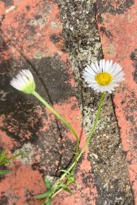 <i>Erigeron karvinskianus</i>