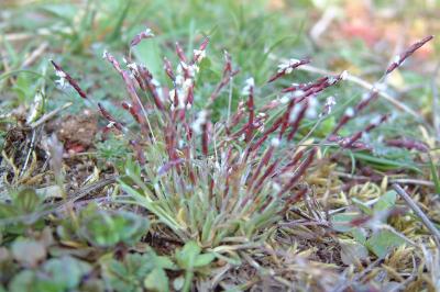 <i>Mibora minima</i>