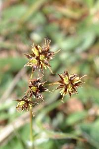 <i>Luzula campestris</i>