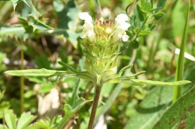 <i>Prunella laciniata</i>