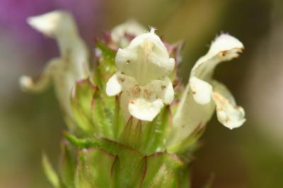 <i>Prunella laciniata</i>
